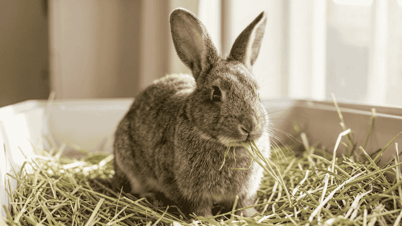 Essential rabbit care guide for beginners 2026.