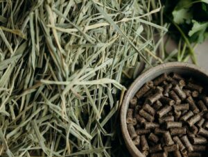 Healthy Rabbit Diet The Best Hay, Pellets & Treats for 2026