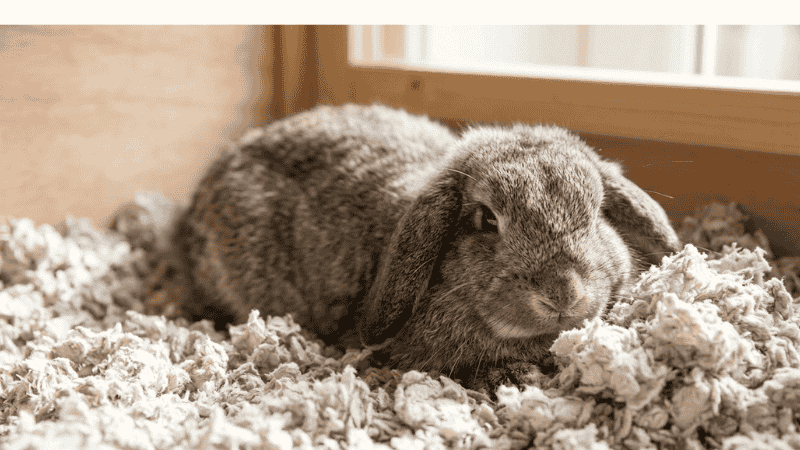 Safe and Cozy: Top 5 Bedding Options for Indoor Rabbits